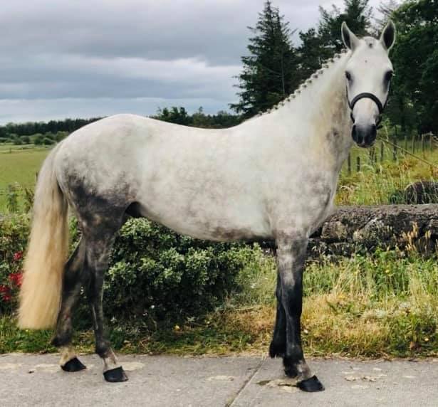 Connemara Pony